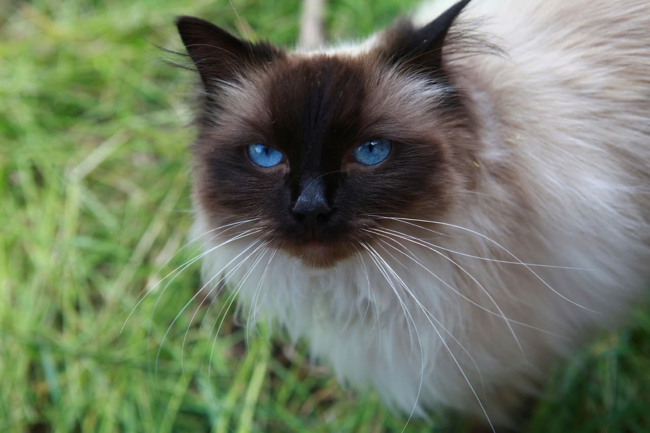 Por si no fuera poco, el minino infringe en nuestra vida amorosa. De acuerdo con mucho, ellos nos enseñan a amar.