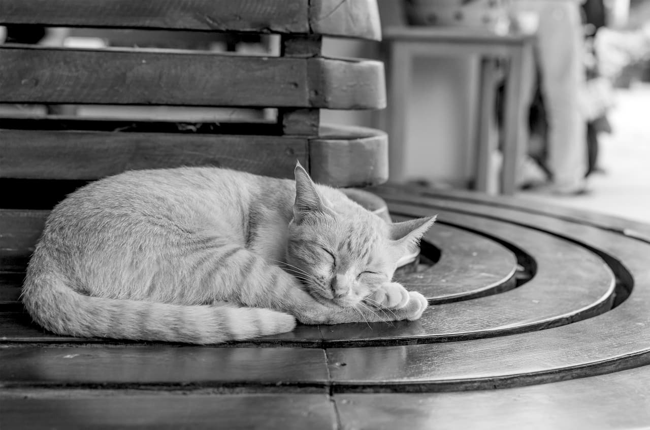 Es el más puro amor: libre, respetador, sincero y desinteresado.