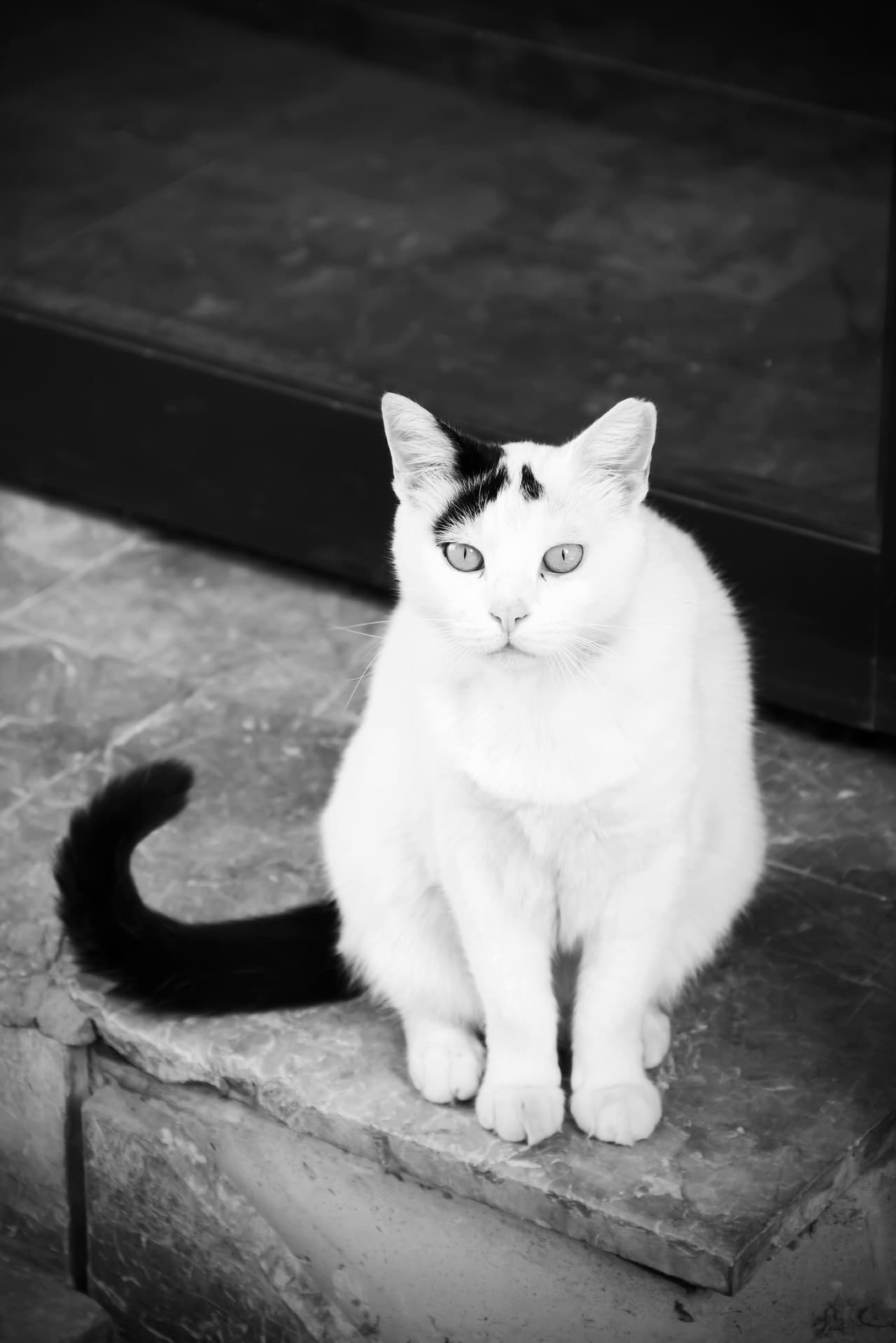 A través de los sueños podrás inferir qué es lo que hace el minino en tu vida, por qué llegó hasta ti… y probablemente también cuándo se irá.