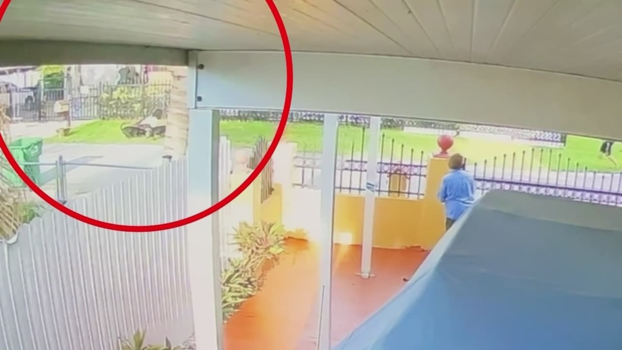 Una mujer es atacada por varios perros en Biscayne Gardens: su estado de salud es crítico