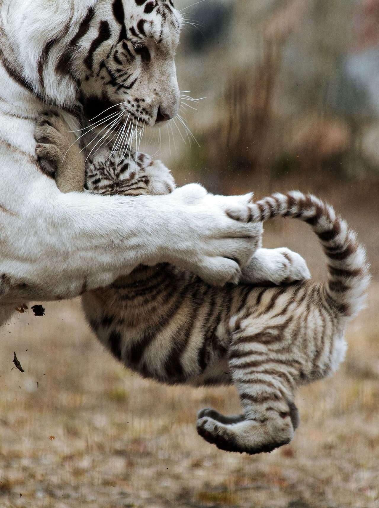 “Se notaba que ella no estaba muy feliz, pero aguantó el mal comportamiento, justo como lo hacen las personas cuando aman muchísimo a sus hijos”, bromeó él.