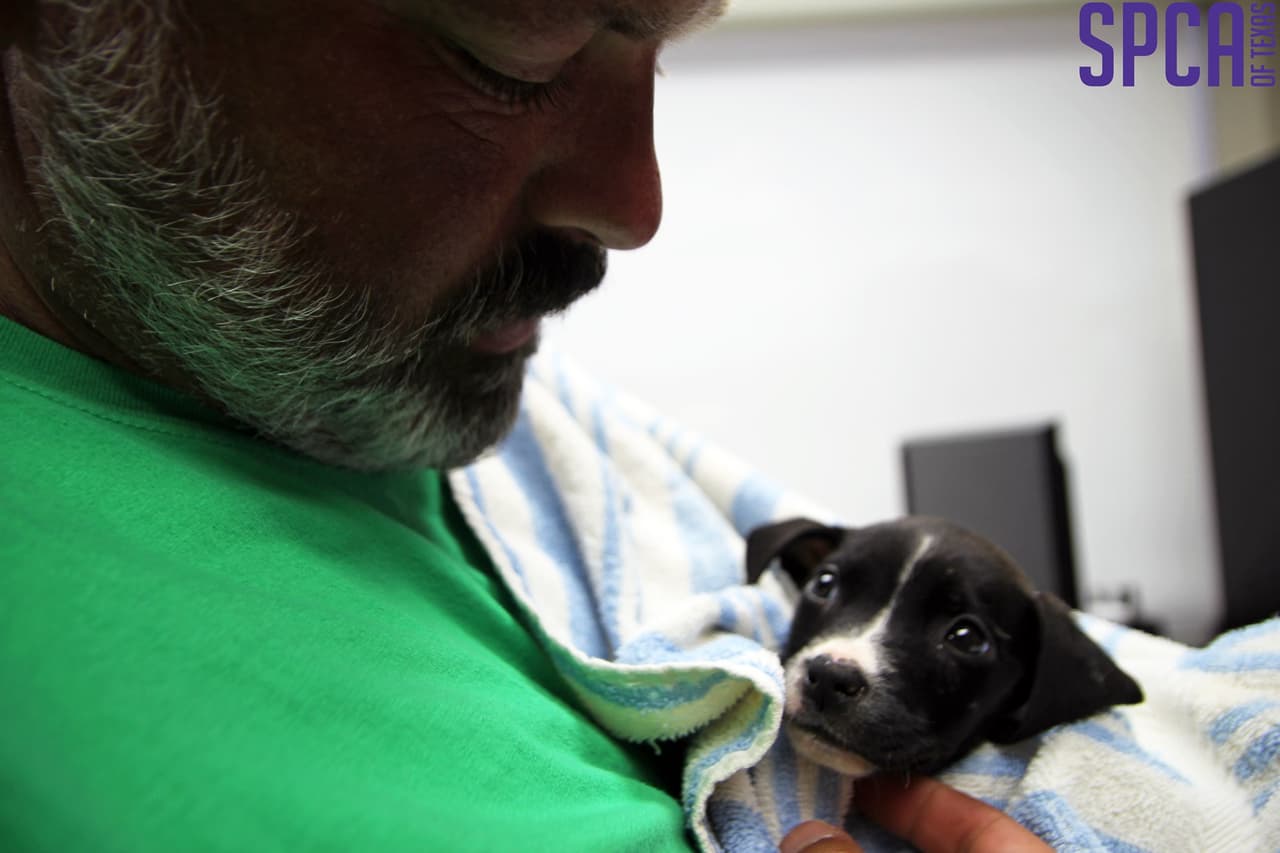 Algunos cachorros estuvieron a punto de perder la vida.