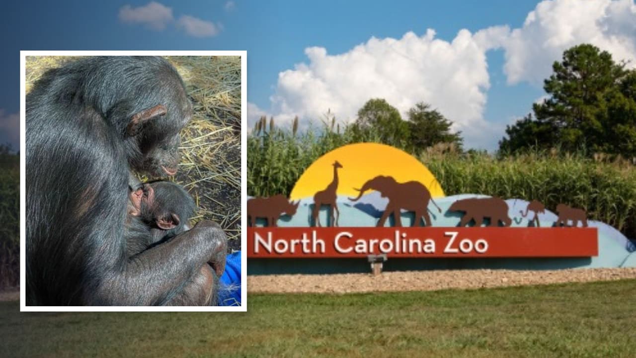 Nace bebé chimpancé en el Zoológico de Carolina del Norte