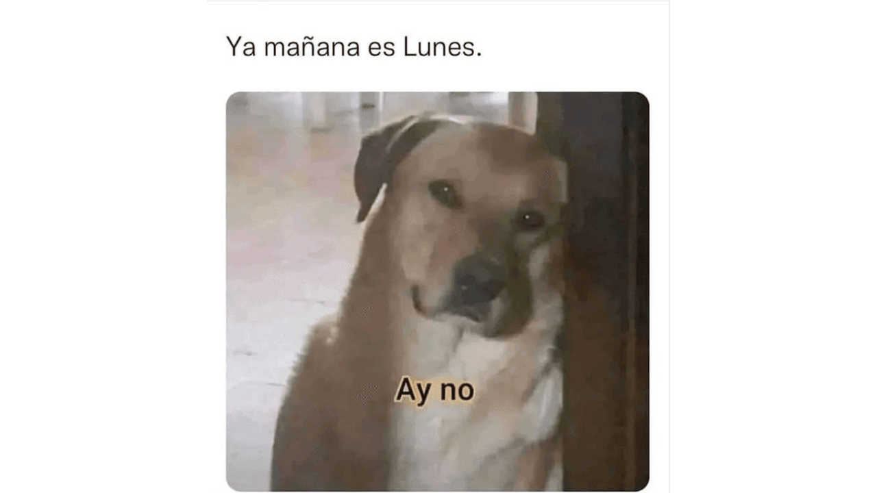 Memes para sobrevivir al lunes