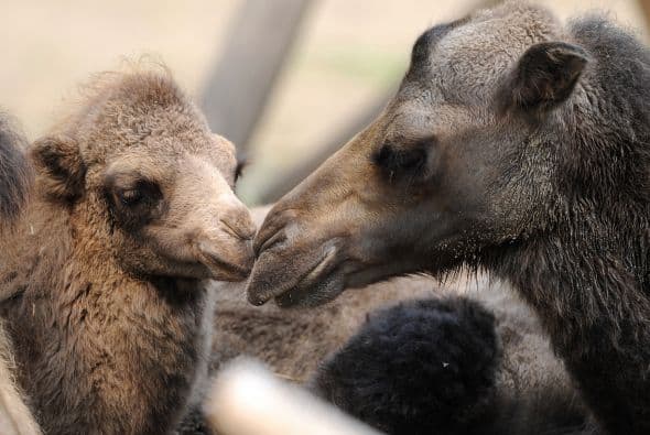 Una muestra de cariño.