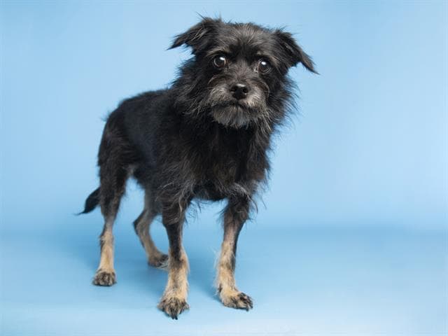 Mcgee es dulce y cariñosa. Tiene 5 años.