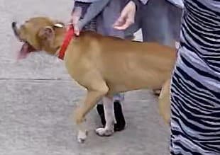 Algunos de los niños tuvieron que recibir atención médica luego del ataque repentido del canino.