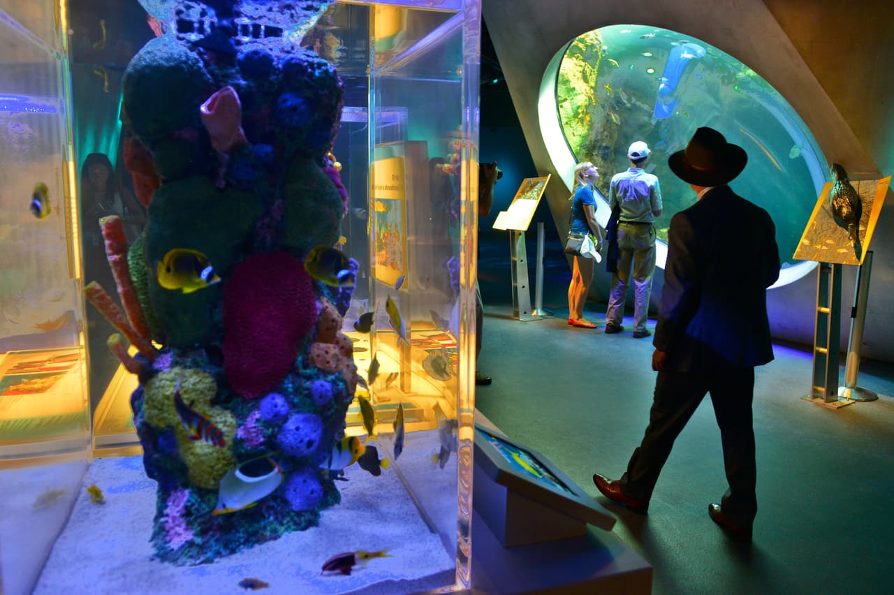 Desde tiburones hasta diminutos organismos que encuentran su hábitat natural en los arrecifes coralinos, el acuario se convierte en un "viaje interactivo a través del bello mundo submarino" y de los humedales y manglares del sur de Florida.