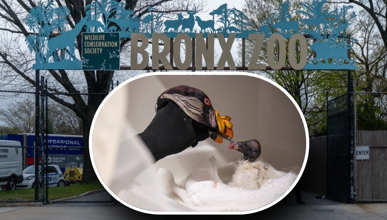 Polluelo de un buitre de 55 años vive bajo engaño y el zoológico de El Bronx explica cómo lo hace