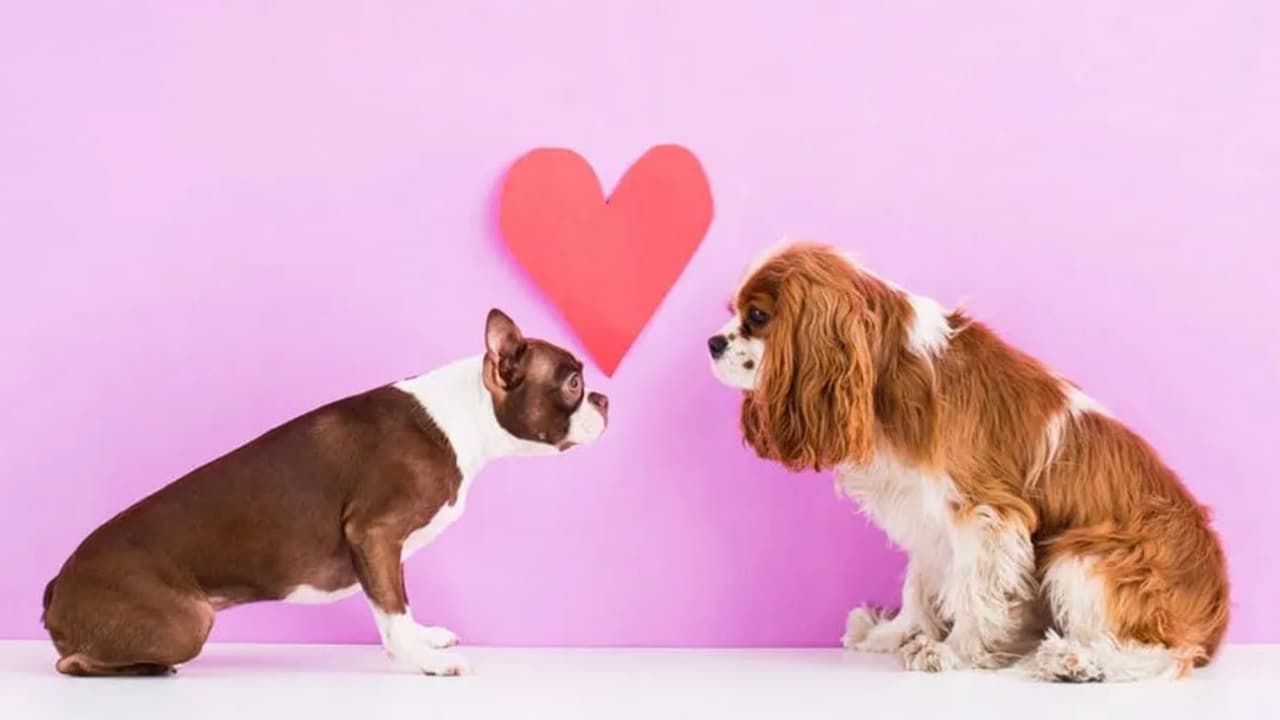 Si tu amor usa una correa y ladra aquí te compartimos la mejor opción para celebrar el Día de San Valentín con tu ‘date’ de cuatro patas que te robó el corazón. 
<b><a href="https://byodcities.com/city/houston/" target="_blank">BYOD</a></b> y Little Woodrow's EaDo te invitan a ti y a tu perro soltero a la divertida convivencia social 
<b><a href="https://www.facebook.com/events/612315092880081/" target="_blank">BYOD Houston Love at First Bark</a></b> a partir de las 5:00 pm el viernes 14 de febrero. Tu perro debe portarse bien y estar al día con todas sus vacunas.