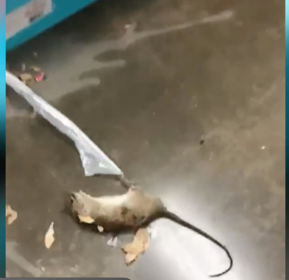 ¡Desagradable sorpresa! Mujer encuentra una rata dentro de un juguete en Walmart