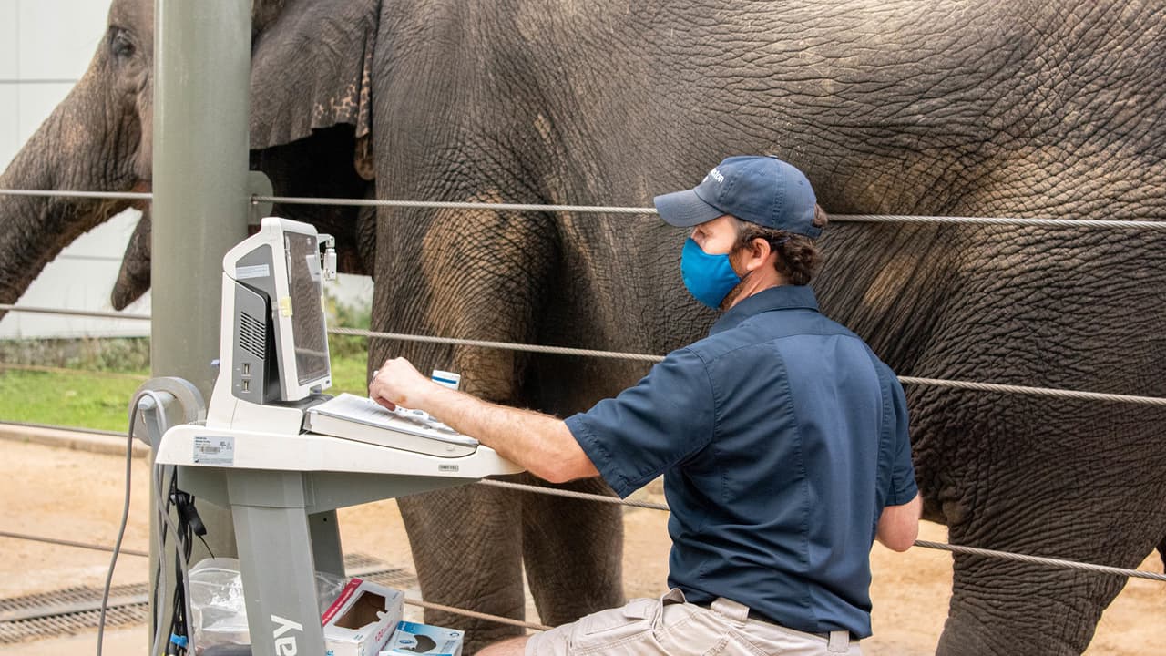 Tess es una madre experimentada de tres elefantes incluida Tupelo y el padre de su cría es un elefante asiático de Tailandia de 55 años.