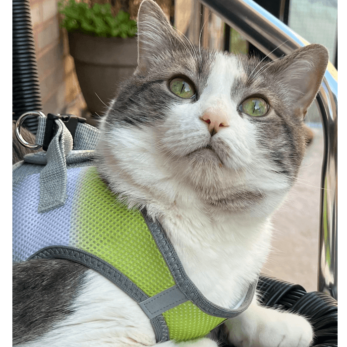 Tatis le encanta jugar con los pájaros