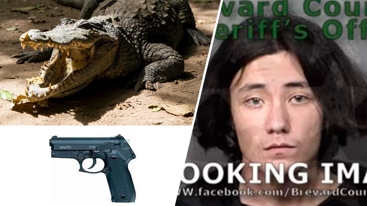 Arrestan a joven por dispararle a un caimán con pistola de perdigones 