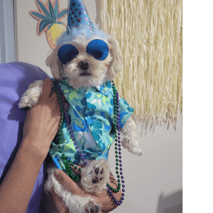 El perrito de Liz celebrando su cumpleaños. ¿Quieres compartir la foto de tu mascota? Súbela en Repórtalo North Carolina (clic aquí).