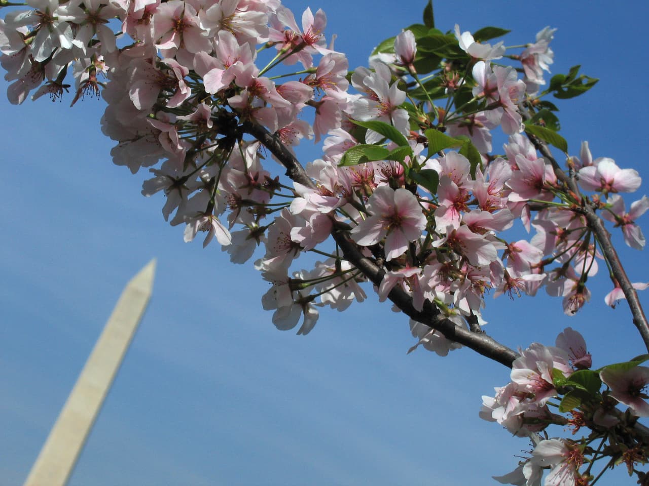 De ese modo, para estas alturas del año ha comenzado el florecimiento de las flores de cerezo.