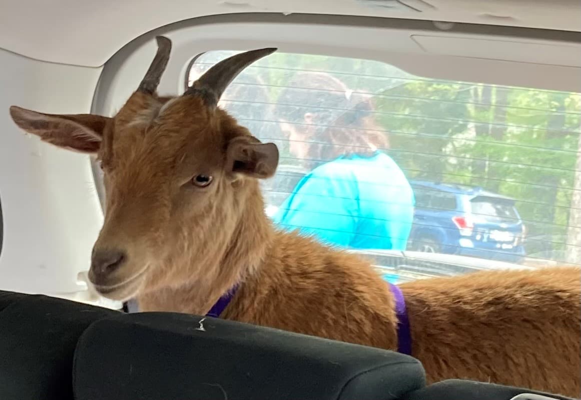 Pero ahora 
<a href="https://www.univision.com/local/north-carolina-wuvc/canela-felix-cabra-perro-amigos-inseparables-jacqui-bankes-granja-condado-wake">Canela y Felix ya tienen un nuevo hogar,</a> gracias a la gestión de Proyecto Mr. Mo, que dirigen Chris y Mariesa Hughe, quienes pagarán su atención médica porel resto de sus vidas.