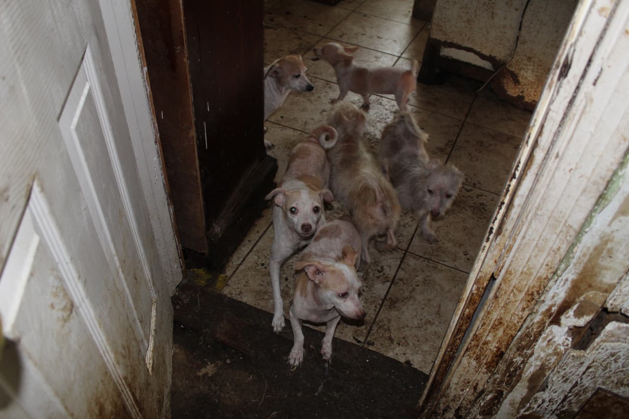 El miércoles 4 de junio, la SPCA de Houston, en colaboración con el Control de Animales de Pasadena, respondió a un caso de 
<b>maltrato animal en una residencia del barrio Red Bluff Terrace, en Pasadena.</b>
<br>