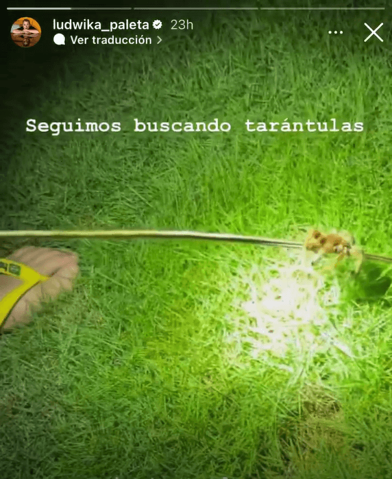 Cuidadosamente introdujeron una vara al agujero y el arácnido salió.
<br>