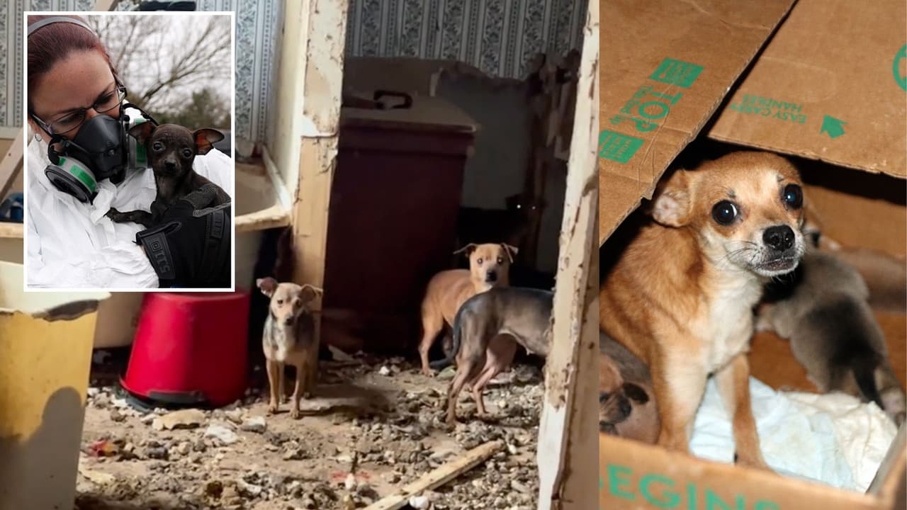 Rescatan a 87 perros y gatos, tres de estos muertos, de condiciones deplorables en Hunt