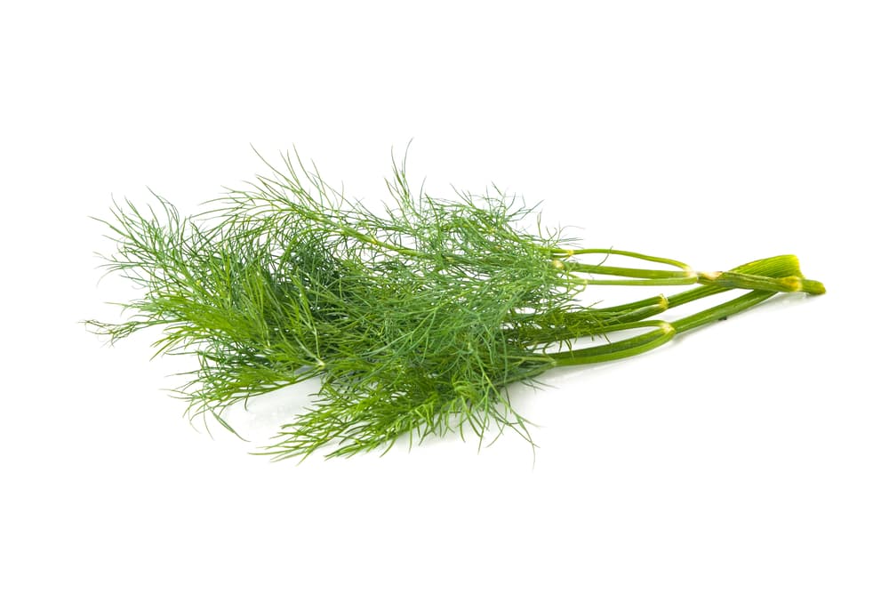 En realidad el té o infusión con hojas o semillas de hinojo tiene muchísimas ventajas y beneficios. Con ella se puede aliviar la indigestión, cólicos, dolores estomacales, del riñón, molestias al orinar y para excretar cálculos en los riñones, eso a nivel digestivo.