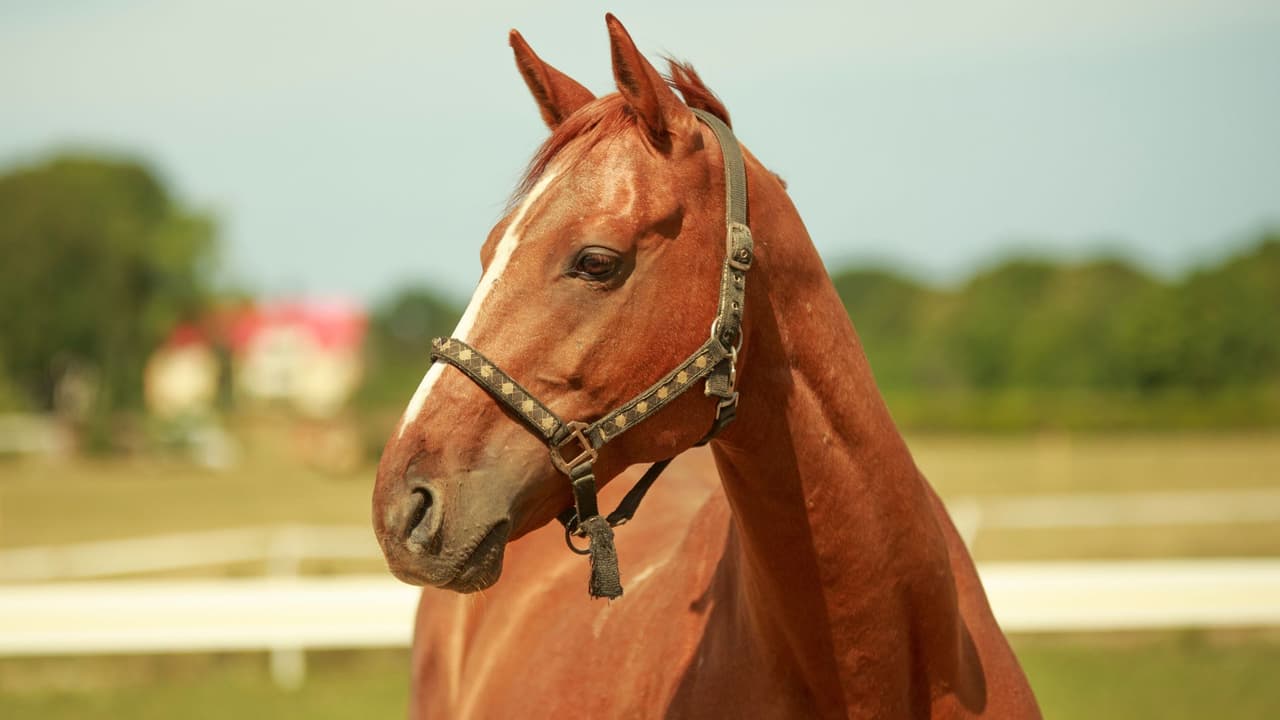 De la ansiedad a la esperanza: equinoterapia en Texas cambia vidas con la fuerza de los caballos