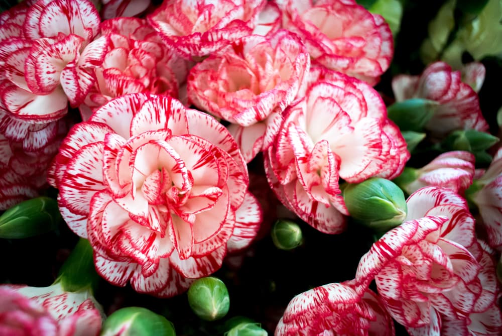 El té o infusión de clavel se cree también que puede ser tomado contra la ansiedad, la depresión, para combatir la neumonía, la anemia y como aromaterapia, para calmar los nervios y estados emocionales depresivos.