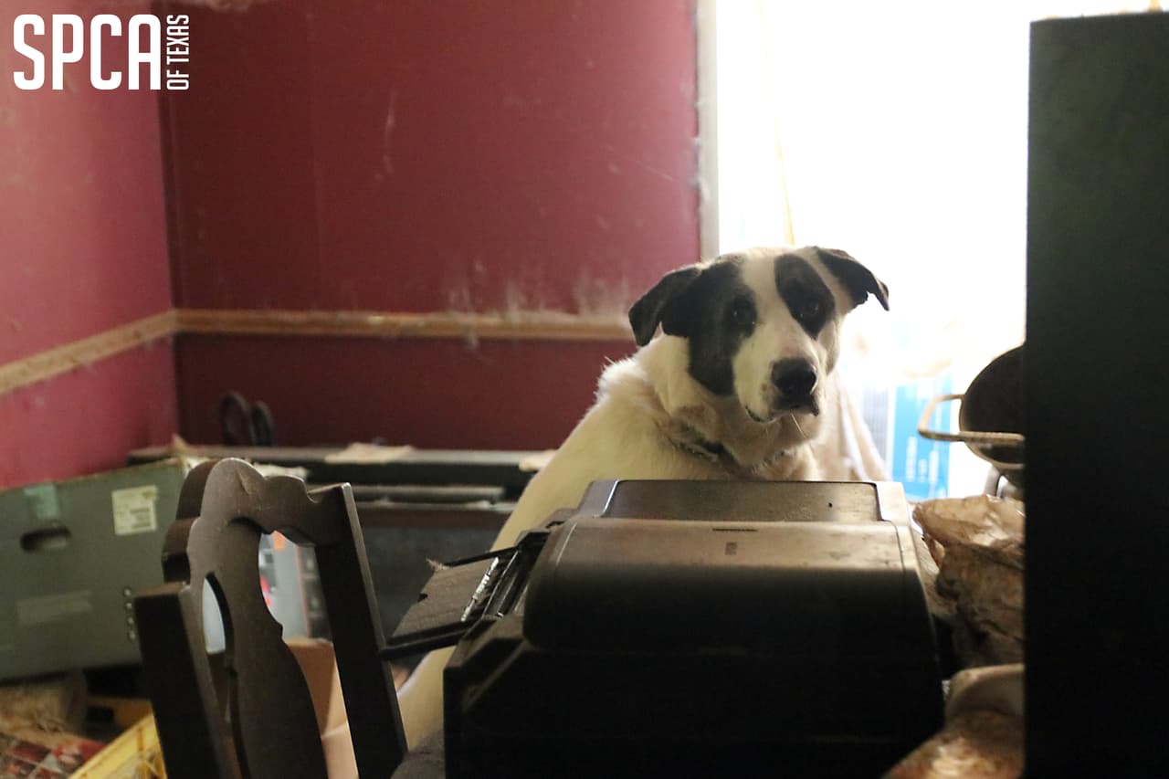 Tres perros fueron encontrados atados con cadenas a los árboles y otros seis perros estabán vagando libremente en la propiedad.