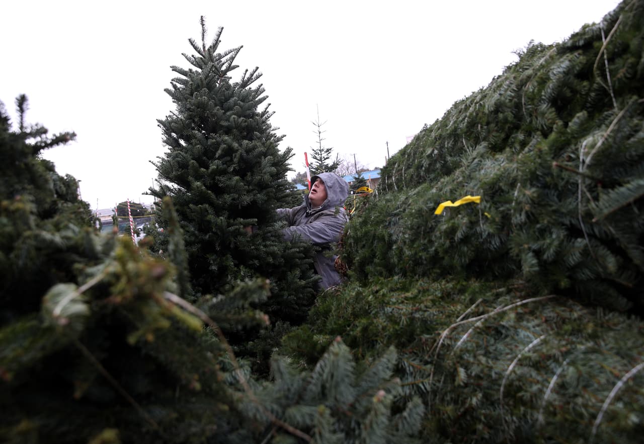 Sin embargo, la demanda de árboles de Navidad aún es muy popular e incluso ha ido en aumento. Tan solo el año pasado se vendieron aproximadamente 32.8 millones de árboles de Navidad en Estados Unidos según la NCTA.