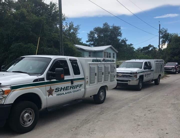 Jauría de perros ataca y mata a un hombre en una zona boscosa de Florida