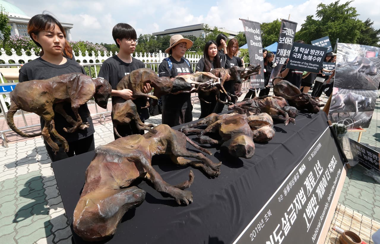 Los manifestantes en contra de la tradición presentaron imitaciones de cuerpos de estos animales muertos para exigir la prohibición de esta práctica que califican como un acto bárbaro y cruel.
<br>