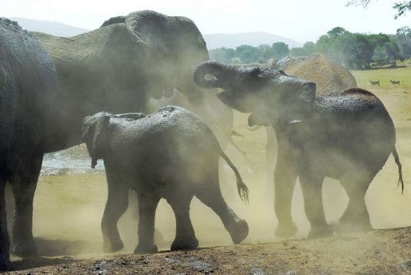 Reportes indican que el elefante africano es una especie que corre peligro de extinguirse.
