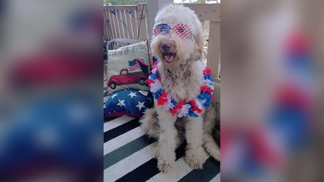 <b>Rocio Saucedo</b>: Ella se llama Lila tiene 1 año y es la mascota de mi niño.