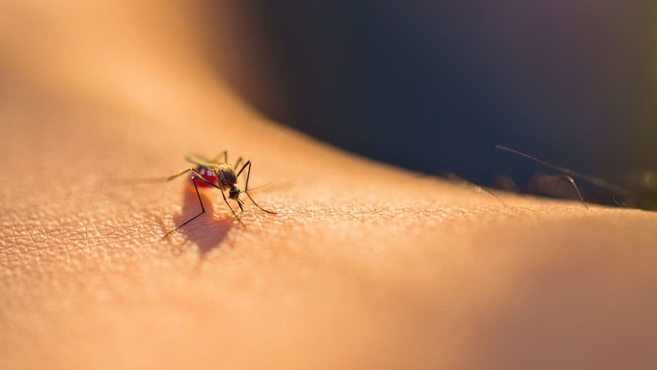 <h3 class="cms-H3-H3">¿Ya te picaron? Remedios caseros que sí funcionan </h3>
<br>Si la picadura ya te atrapó, no te preocupes. 
<b>Estas soluciones alivian la comezón y reducen la inflamación</b>: 
<br>
<b>🧊 Compresas frías:</b> Reduce el ardor y la hinchazón al instante. 
<br>
<b>🍯 Miel:</b> Tiene propiedades antibacterianas y alivia la piel. Aplica una gota en la picadura. 
<br>
<b>🌿 Aloe vera:</b> Refresca y desinflama. Mejor si es natural, directo de la planta. 
<br>
<b>🧼 Pasta de bicarbonato: </b>Mezcla con agua y deja actuar unos minutos sobre la picadura. 
<br>⚠️ Si ves 
<b>fiebre, sarpullido extendido o dolor de cabeza fuerte</b>, busca atención médica, podría ser una infección viral.