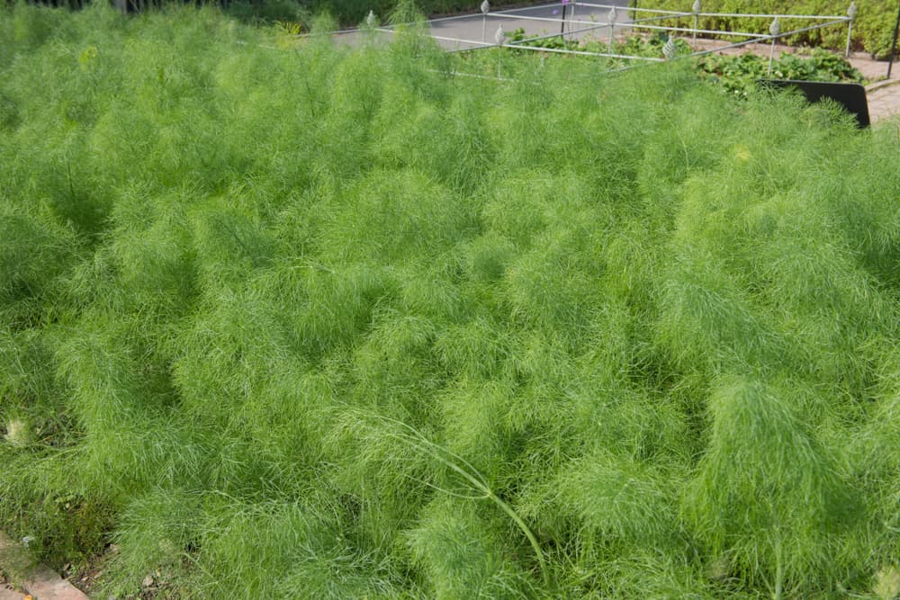 Por ejemplo, se cree que los romanos usaban hinojo en forma de infusiones para mejor la salud del corazón, nuestro sistema nervioso, como antiinflamatorio, analgéiso y para eliminar virus o bacterias. Aunque en teoría era una planta muy sagrada a la que solo familias nobles o sacerdotes tenían acceso.