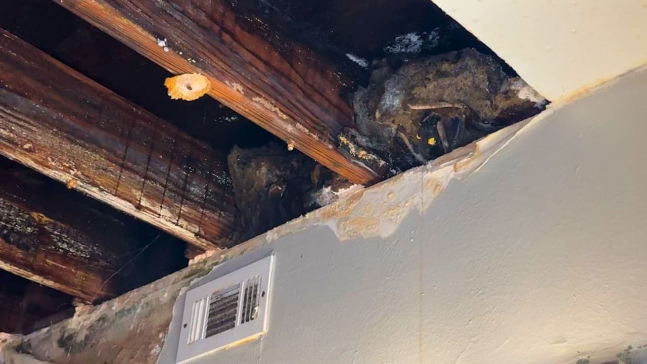 <h3 class="cms-H3-H3">Riesgos para la seguridad de los inquilinos </h3>
<br>El peligro no se limita a daños visibles. En el caso de la señora Elizabeth,
<b>el techo de su baño se desplomó mientras ella se encontraba bañándose</b>. “Acababa de salir del baño cuando sentí que los tiestos cayeron encima de mí”, relató con preocupación.