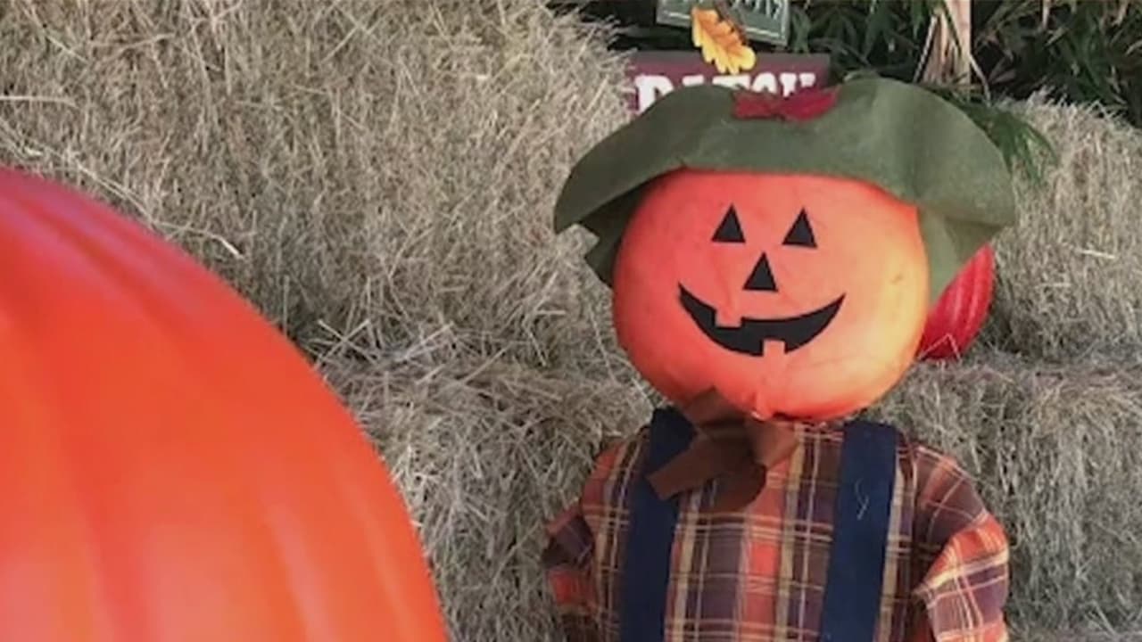 Este año, Halloween será diferente por la pandemia del coronavirus. 
<a href="https://www.univision.com/local/houston-kxln/houston-no-cancelara-halloween-pero-piden-tomar-medidas-para-evitar-contagios-por-coronavirus" target="_blank">La ciudad de Houston anunció que la celebración no se iba a cancelar</a> pero que los residentes debían tomar las previsiones.