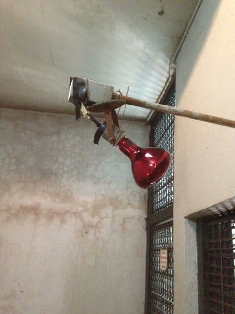 “Peligrosa instalación ‘hechiza’ para sostener un foco infrarrojo, los que suelen calentarse muchísimo. Este tipo de focos se usan para proporcionar calor a los animales cuando no se dispone de otros medios o por específica necesidad”.