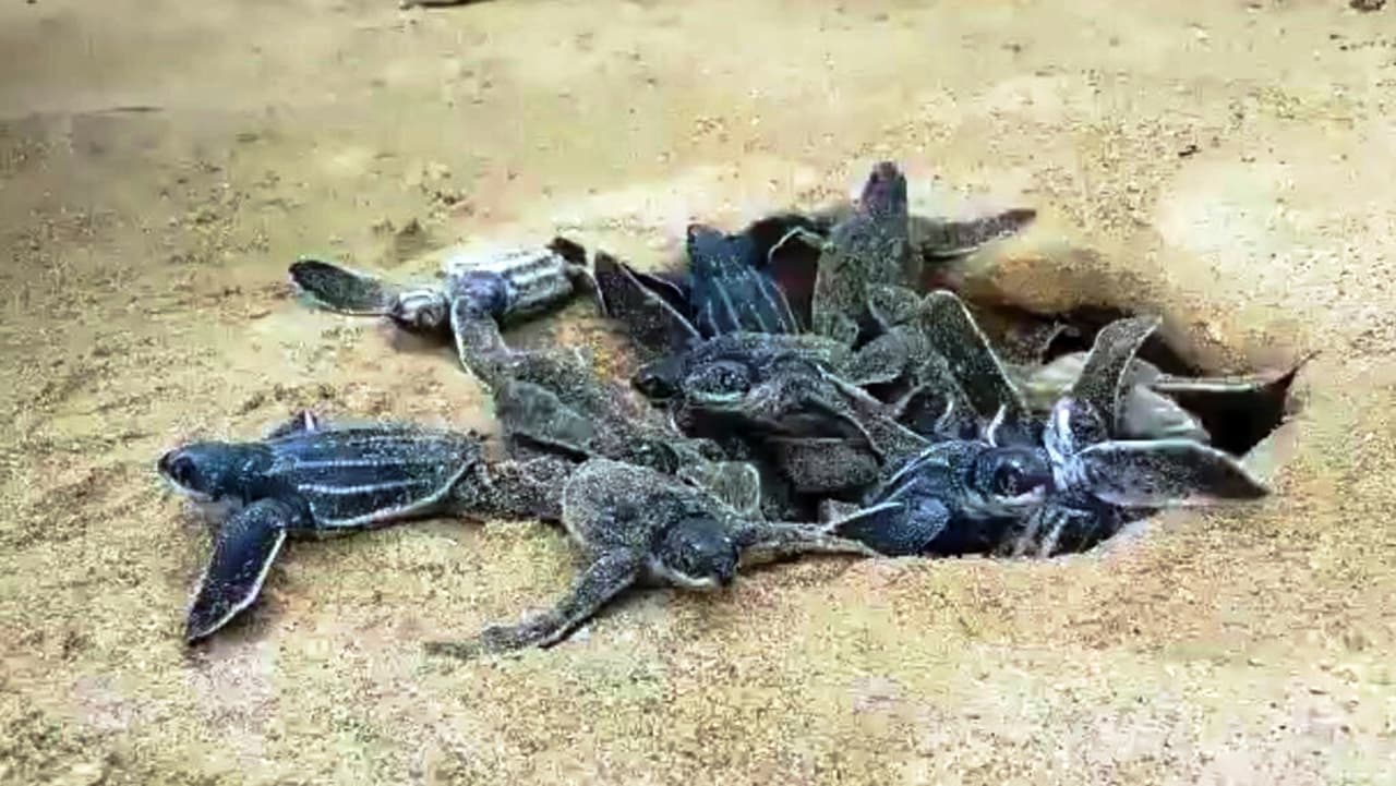 En peligro por las altas temperaturas, así se encuentran los nidos de las tortugas marinas