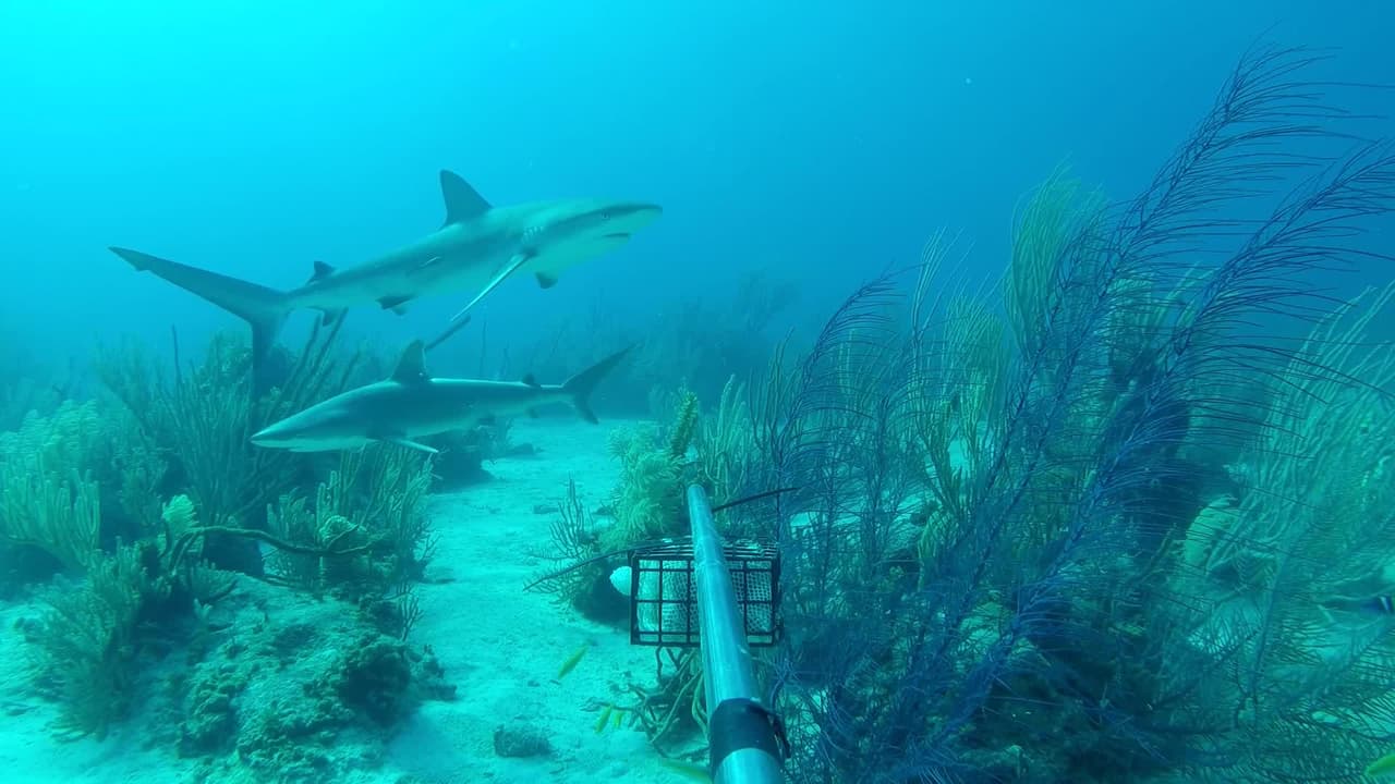 Puedes ver a tiburones en el acuario Shedd virtualmente y gratis