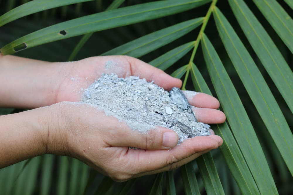 Las cenizas se obtienen de la quema de las palmas del Domingo de Ramos del año anterior, que fueron rociadas con agua bendita y guardadas hasta la siguiente Cuaresma.