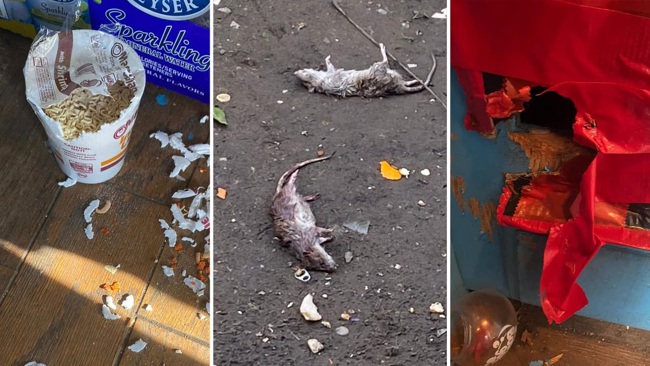Residentes de Stockton denuncian infestación de ratas en sus casas móviles alquiladas