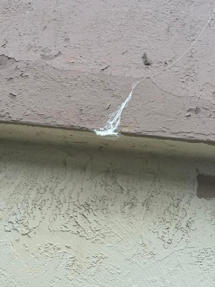 Se especula que la mayor cantidad de este fenómeno este año puede estar relacionada con factores climáticos o ambientales.