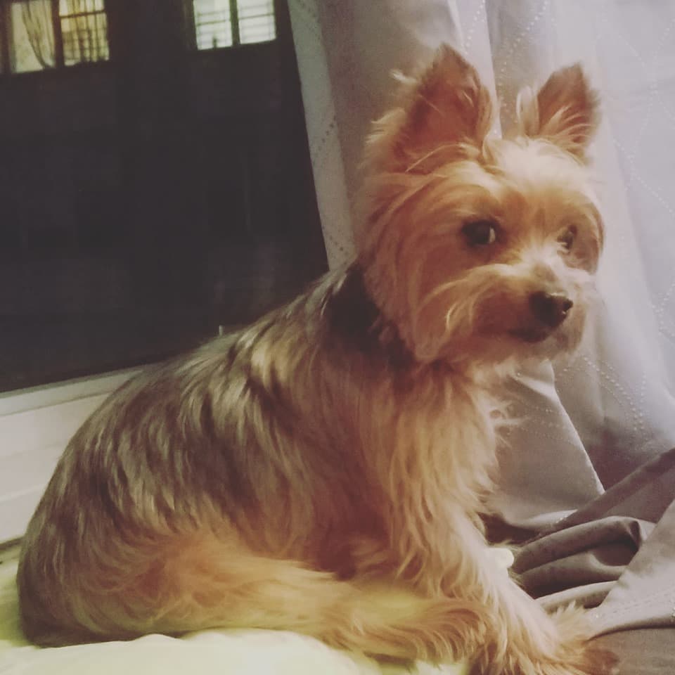 Jewelz, la #hijaperruna de Elba Ramírez también se une a la celebración.