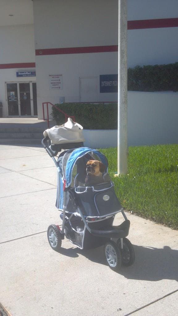 Y cuando hablaba de eso se refería a su mascota, la bella 'Luna', quien tiene su propia carriola y es tratada como toda una reina. 'Luna' estuvo al pendiente del embarazo de
<b><a href="http://www.univision.com/temas/danna-garcia">Danna</a></b> y la cuidaba día y noche, así lo pudimos comprobar en las diversas fotos que la actriz subió junto a su perrita.