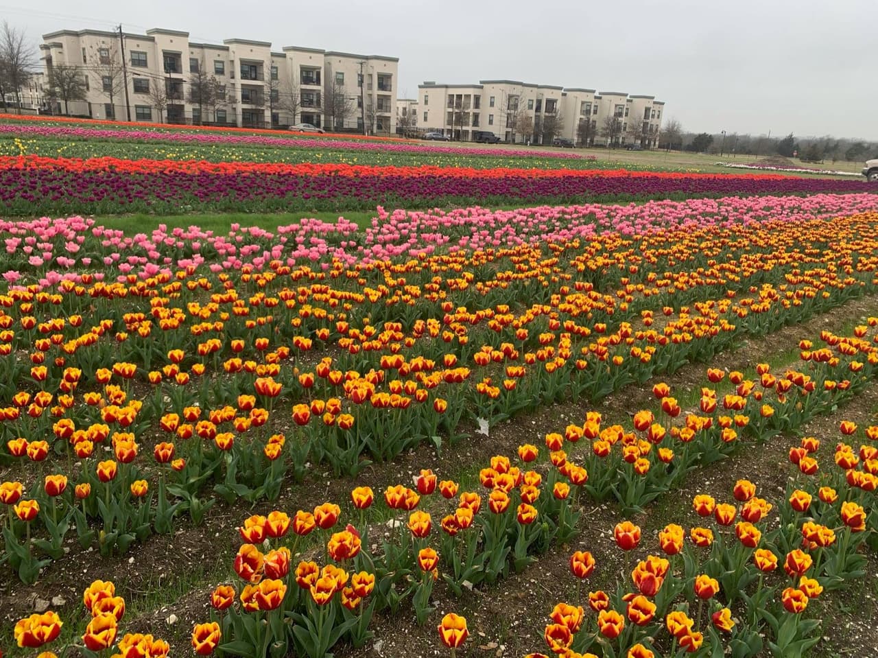 Las ganancias del festival son a beneficio de varias organizaciones en el norte de Texas. 
<br>