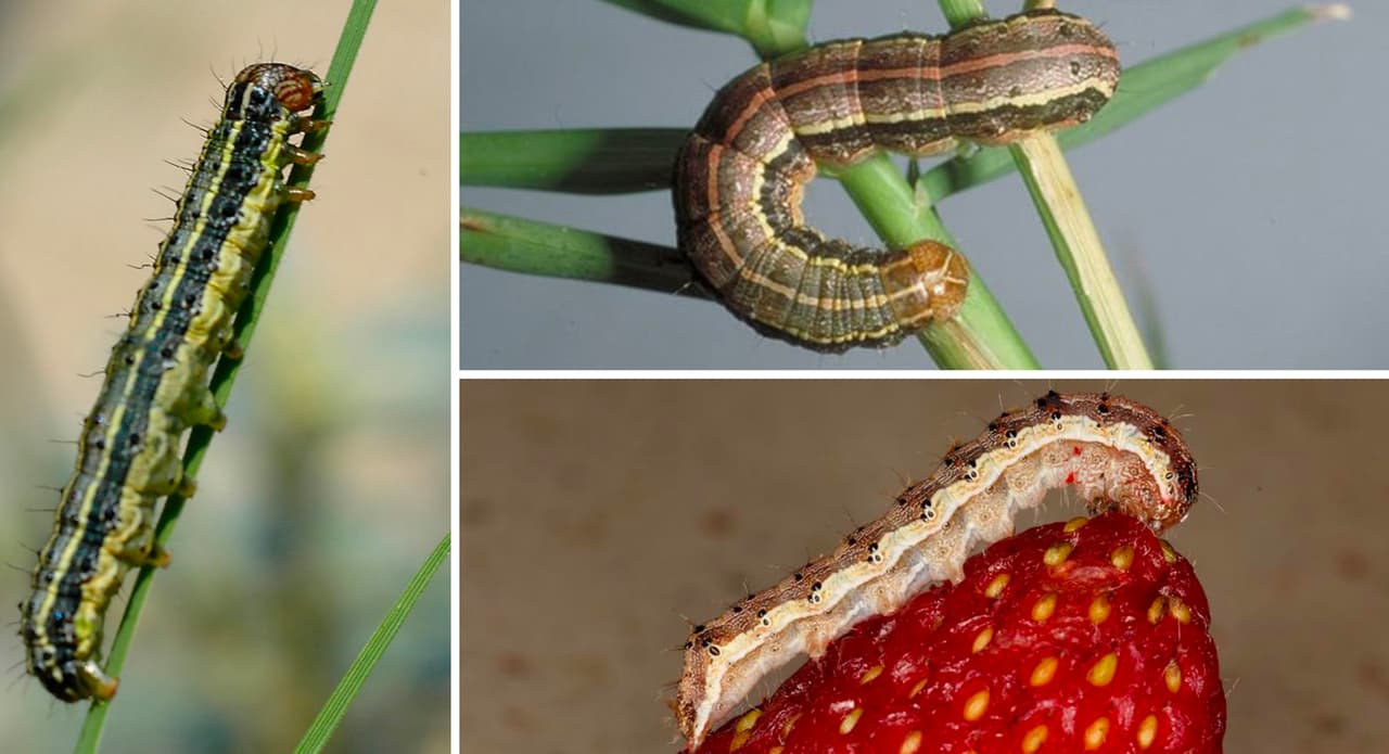 Las orugas del gusano cogollero (armyworm) son la forma larvaria de una polilla que migra por millones hacia el norte en la primavera y el verano para poner sus huevos. Las infestaciones de las orugas pueden ser extremadamente destructivas para los huertos familiares y cultivos, desde pasto Bermuda hasta maíz y arroz, según un
<b><a href="https://agrilifetoday.tamu.edu/2021/07/20/fall-armyworms-on-the-march-across-texas/?utm_source=Cision&utm_medium=email&utm_campaign=_7_21_21&utm_content=&utm_term=" target="_blank">artículo publicado por la Universidad Texas A&M. </a></b>