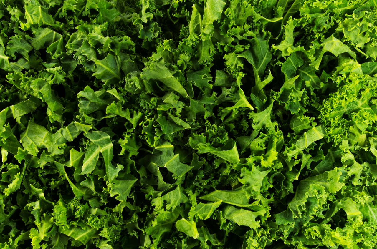 <b>Puesto 3. Hojas de col rizada, kale y mostaza.</b>
<br>
<br>El estudio encontró que una sola muestra de hojas de mostaza tenía 20 pesticidas diferentes, y algunas muestras de col rizada y kale tenían hasta 17. En los tres tipos de verduras el pesticida detectado con mayor frecuencia fue DCPA, clasificada por la EPA como un posible carcinógeno humano. La Unión Europea lo prohibió en 2009.
<br>