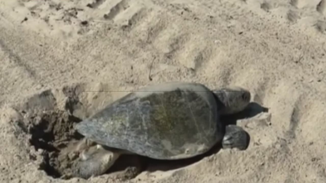¿Por qué están llegando tortugas golfinas a las costas de Long Beach? Te explicamos