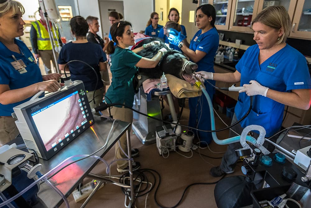 “Hank” ahora está de vuelta a la exhibición del zoológico y según informes, su apetito ha regresado. Sin embargo, Magill dijo que sus cuidadores seguirán vigilándolo para asegurarse que los vómitos no continúen.